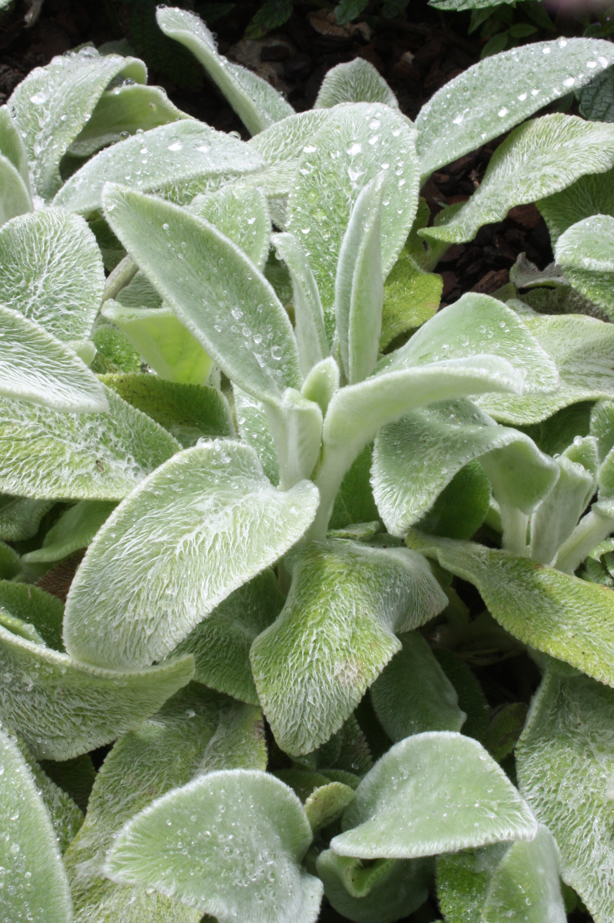 Lamb's Ear in November