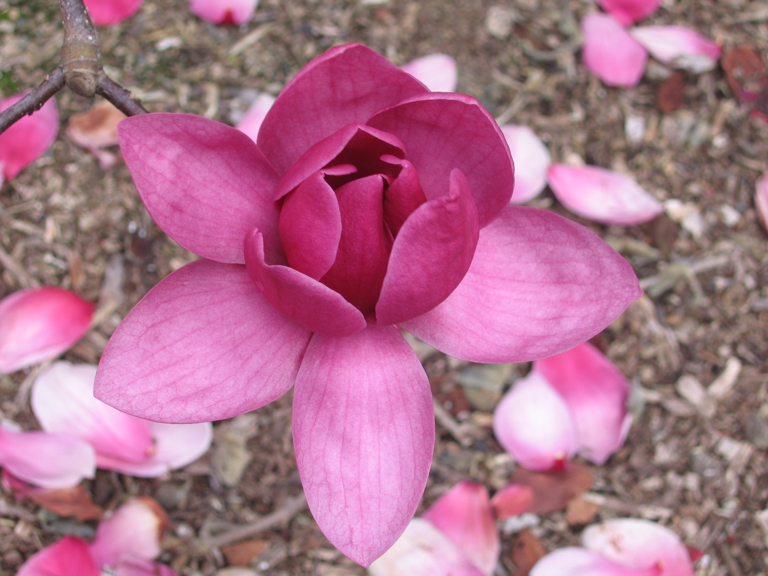 Magnolia in September