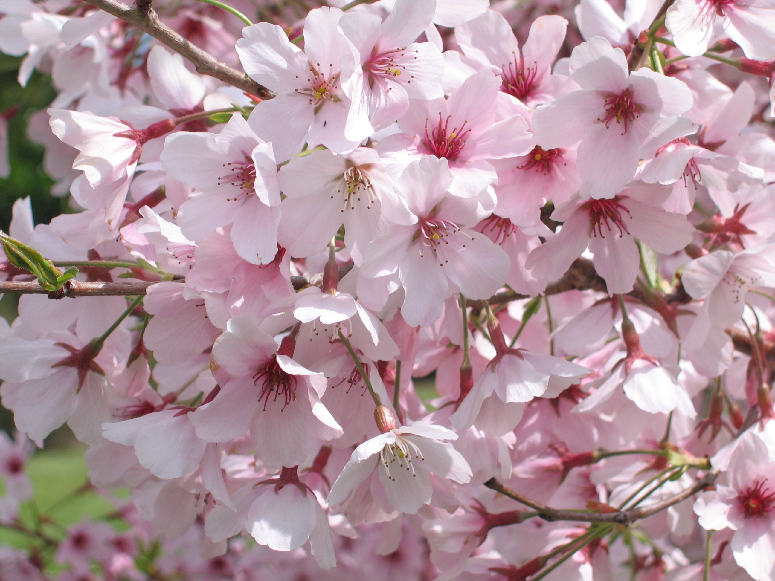 Spring Blossom Valley | Auckland Botanic Gardens