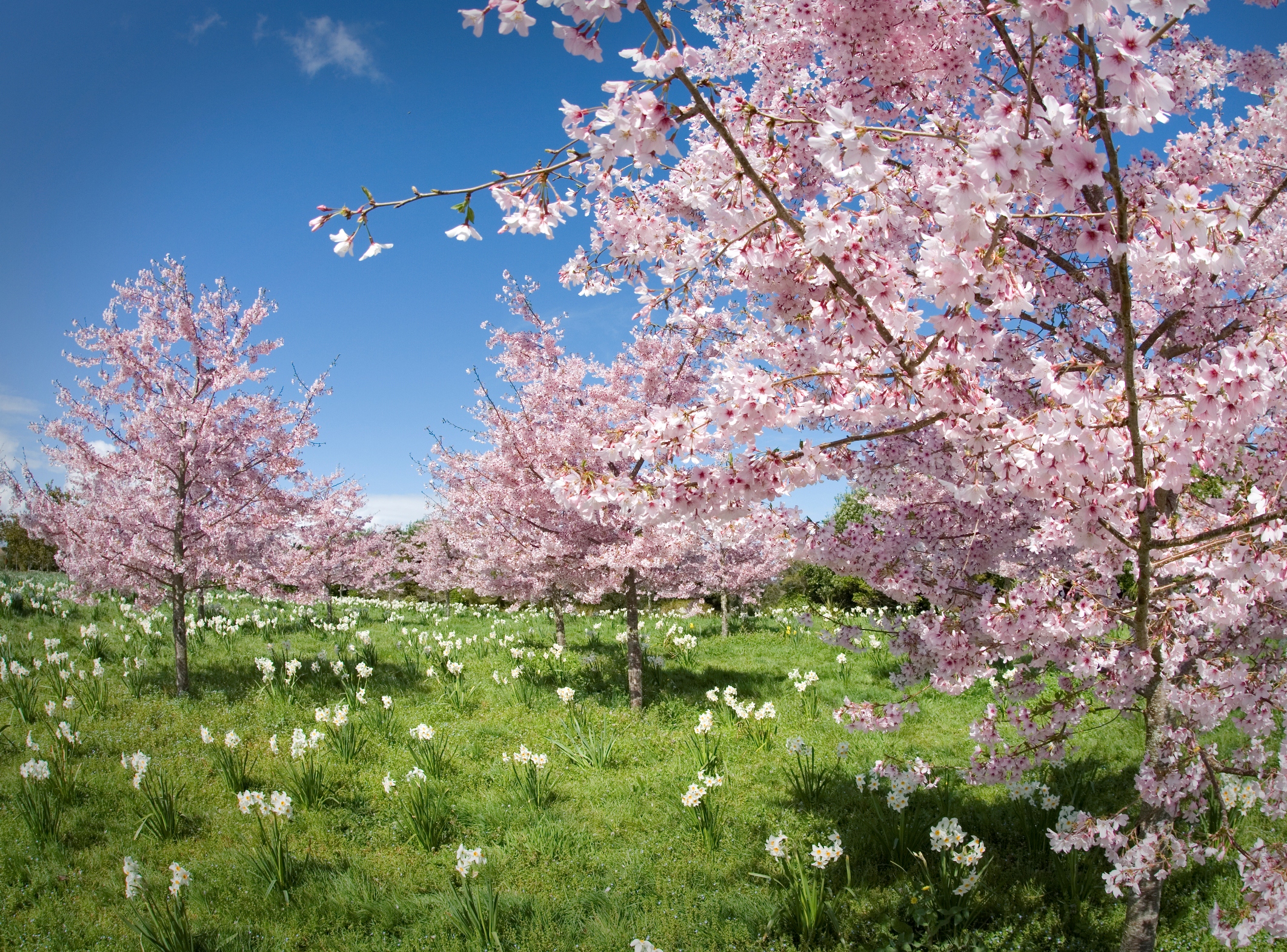 Spring Blossom Valley | Auckland Botanic Gardens