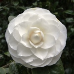 Camellia japonica 'Nuccios Gem'