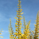 Salvia madrensis