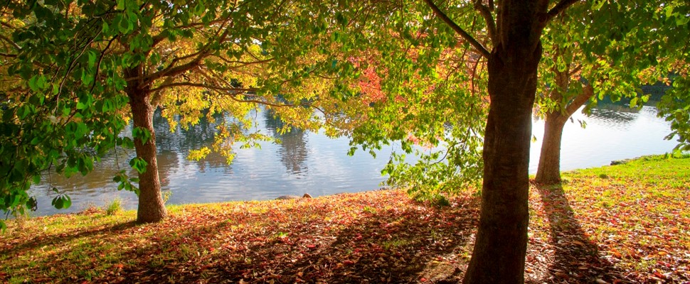 Autumn trees by the lake