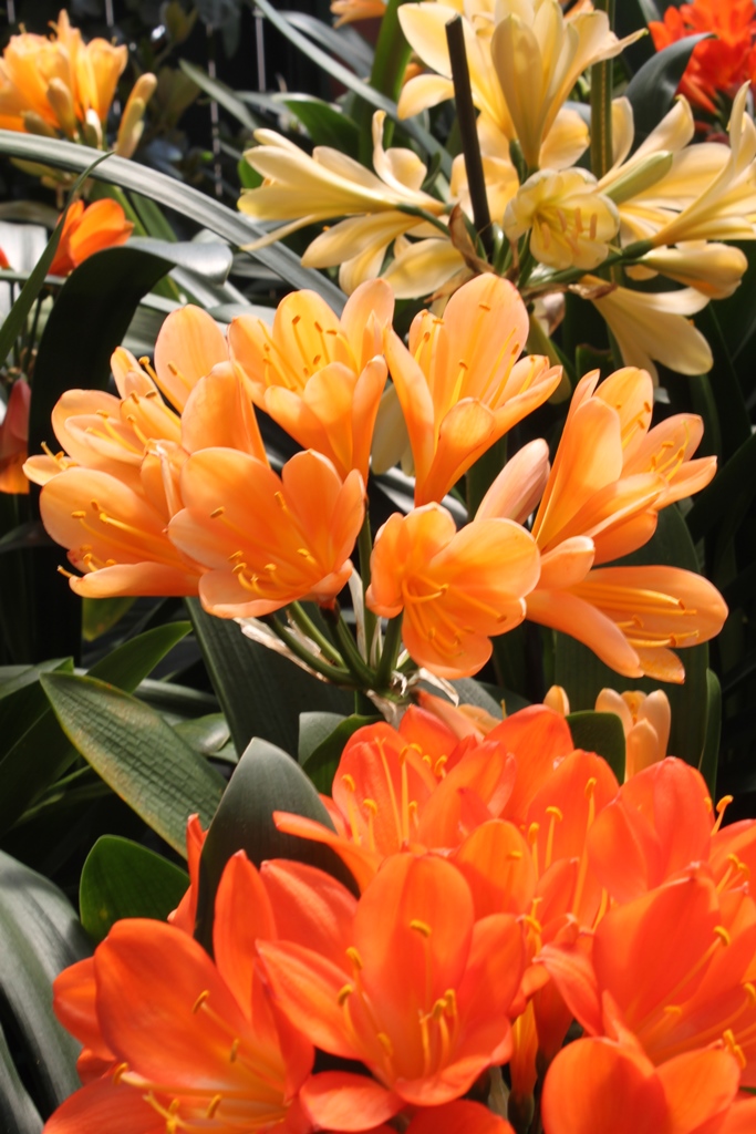 Clivias in September