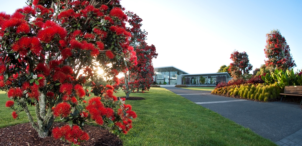 The midsummer morning sun peeks through the glorious bright crimson blooms of a line of young pohutukawa in full flower. A concrete path runs alongside the trees to the Auckland Botanic Gardens visitor centre.