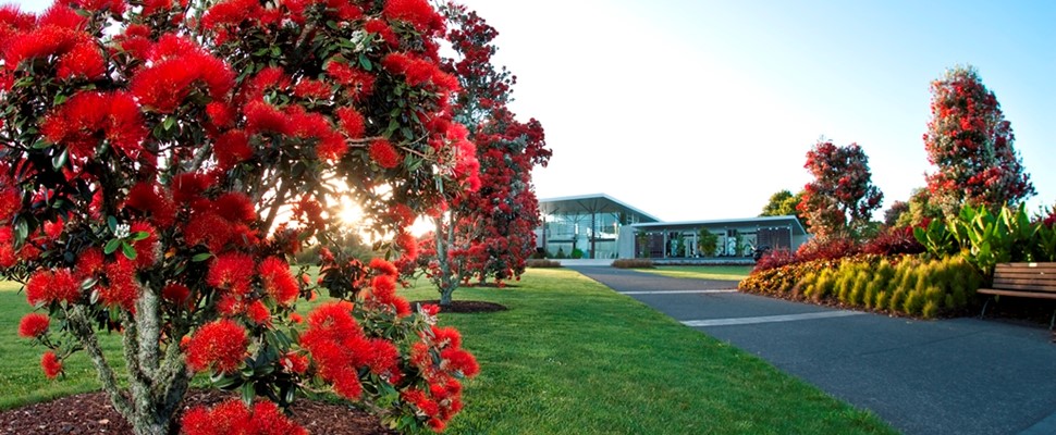 The midsummer morning sun peeks through the glorious bright crimson blooms of a line of young pohutukawa in full flower. A concrete path runs alongside the trees to the Auckland Botanic Gardens visitor centre.