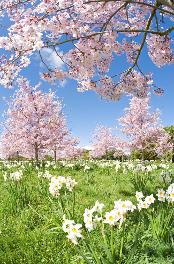 Spring Blossom Valley