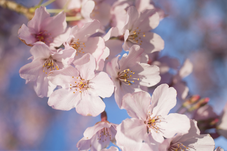 Prunus 'Awanui' - October