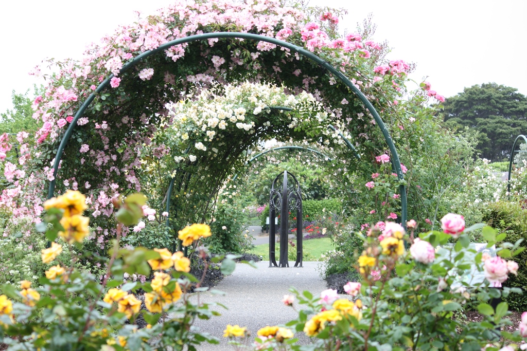 http://www.aucklandbotanicgardens.co.nz/visit-us/ Rose Garden at Auckland Botanic Gardens