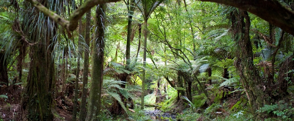 Image result for New Zealand native tracks in nature