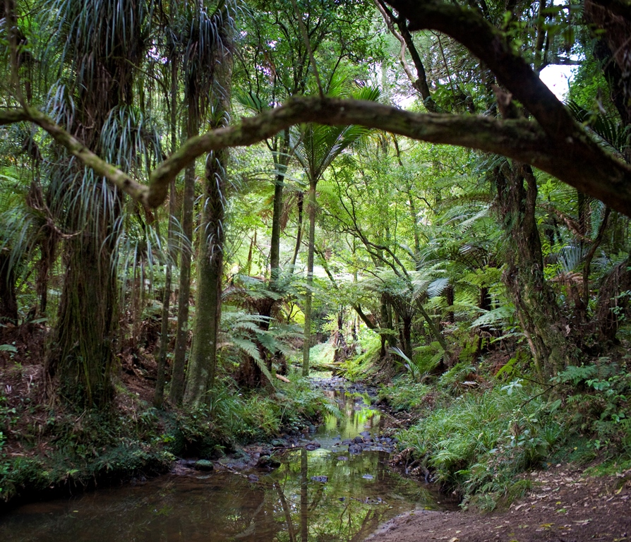 Native Forest Garden at the Auckland Botanic Gardens  http://www.aucklandbotanicgardens.co.nz/our-gardens/native-forest/