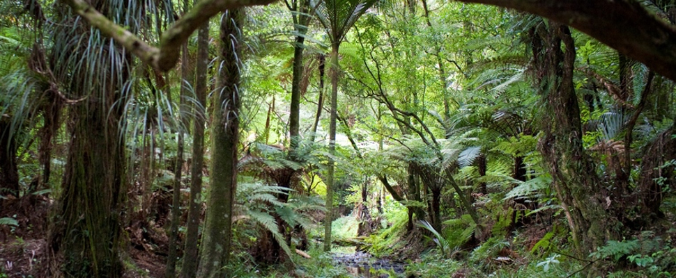 The New Zealand Native Forest Garden at the Auckland Botanic Gardens