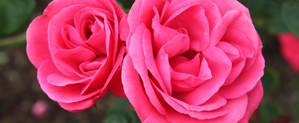 Rosa Titan