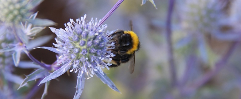 Perennials - Eryngium