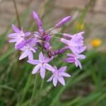 Allium flower Edible Garden