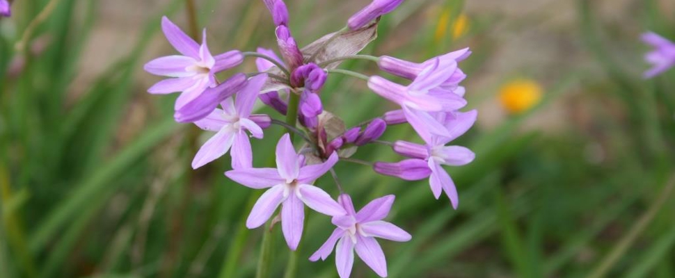 Allium flower Edible Garden
