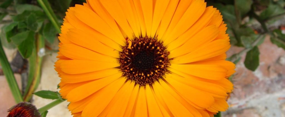 Calendula officinalis