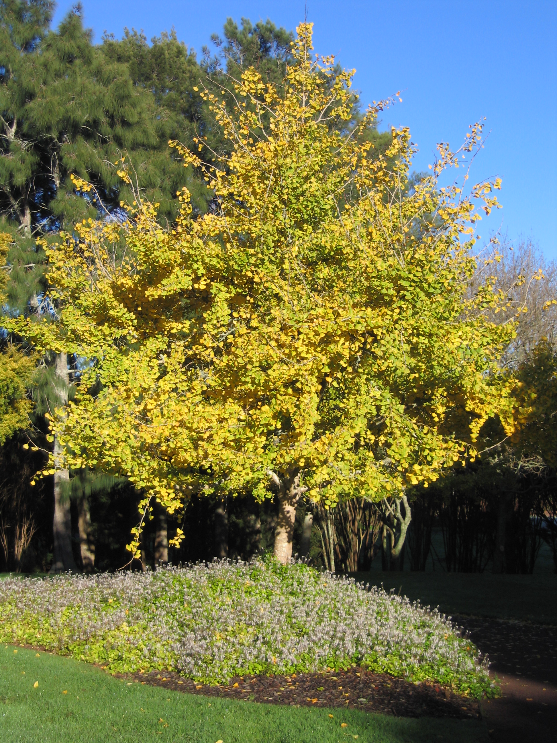 Ginkgo biloba