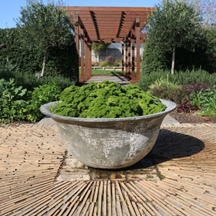 A bowl of parsley in the edible garden