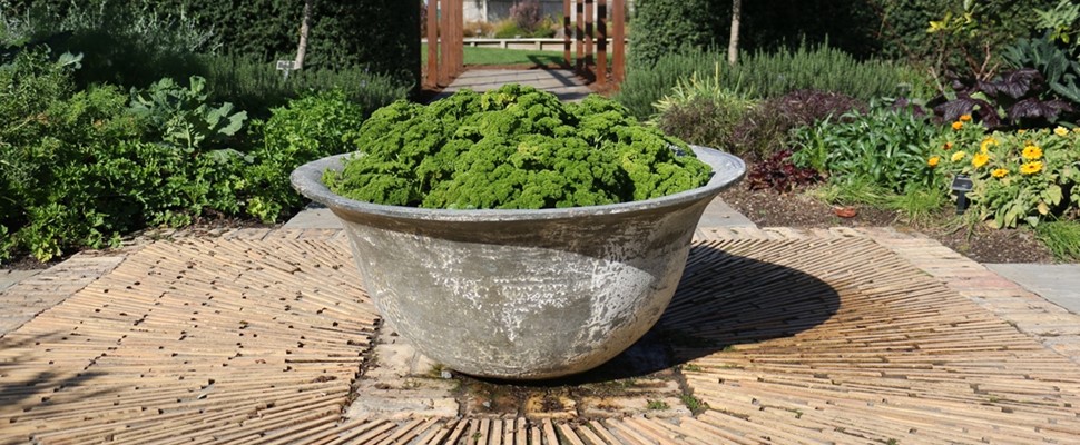 A bowl of parsley in the edible garden
