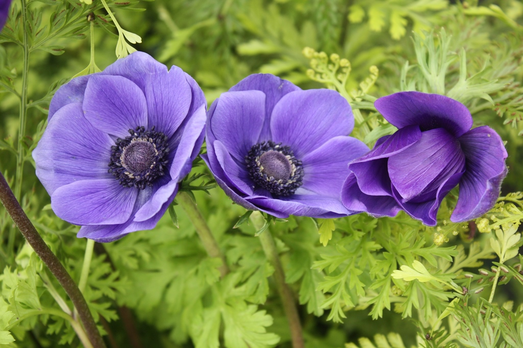 Anemone