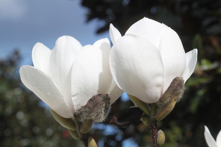 Magnolia 'David Clulow'