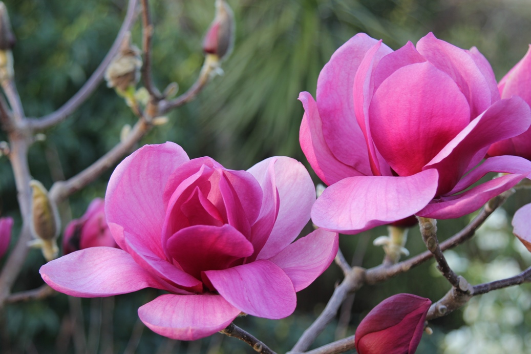 Magnolia 'Arabian Nights'