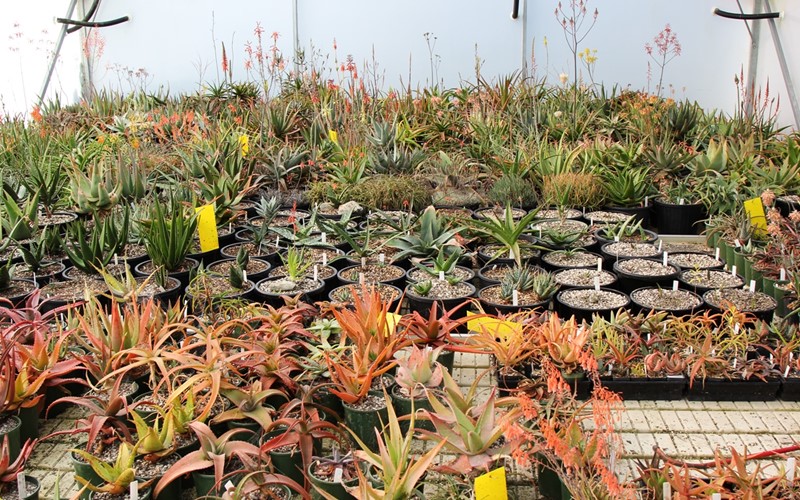 The foliage colour of aloes can range from orange to green, and their sap colour differs too