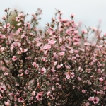 Manuka