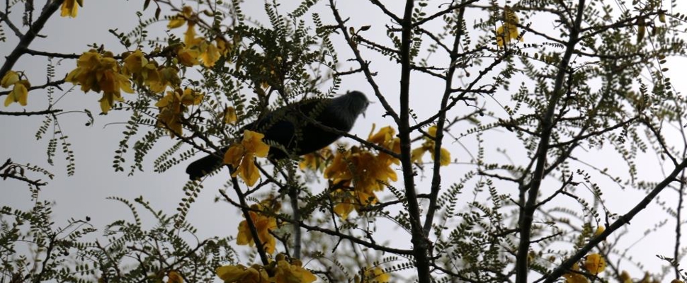 tui in kowhai