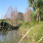 Riparian planting lakeside
