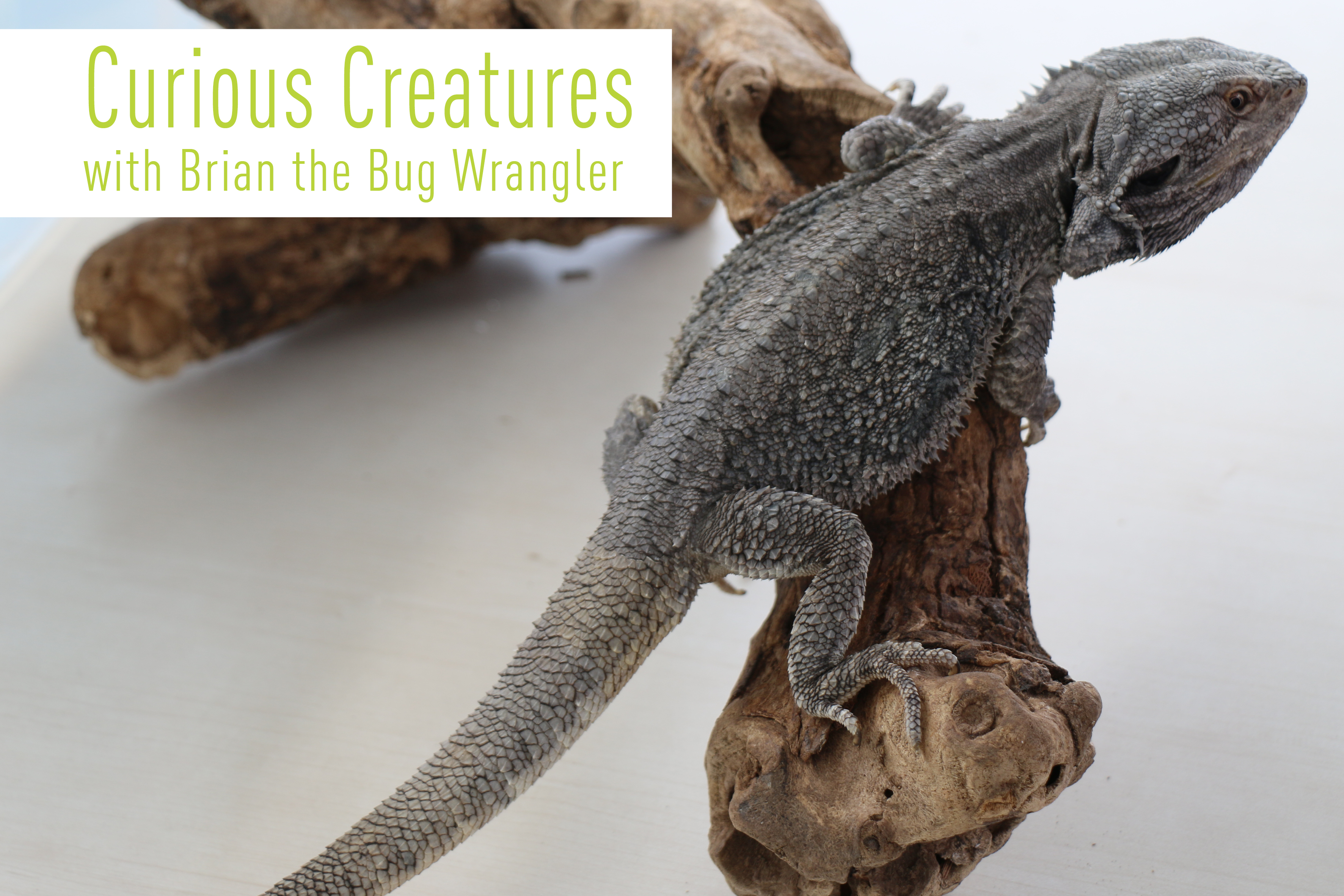 curious creatures.jpg