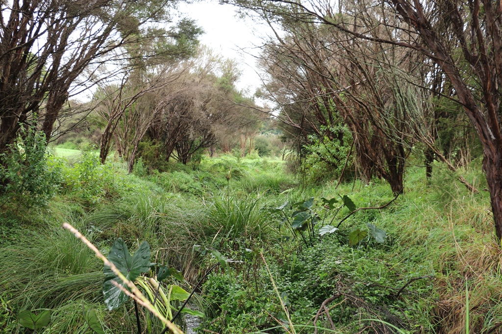 Revegetation site before weeds were removed