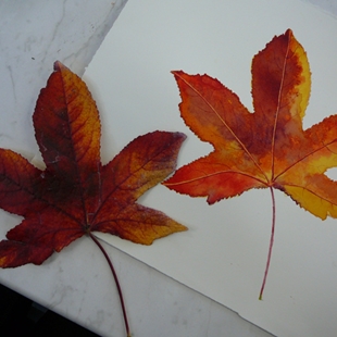 Painting autumn leaves in watercolour
