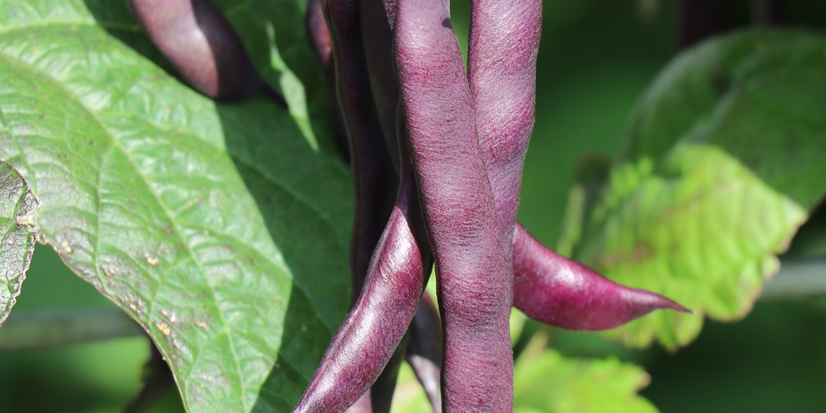 Bean 'Climbing Purple'