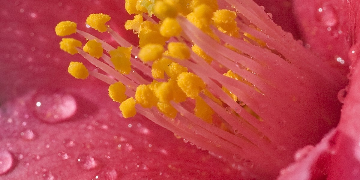 Closeup of pink camellia flower