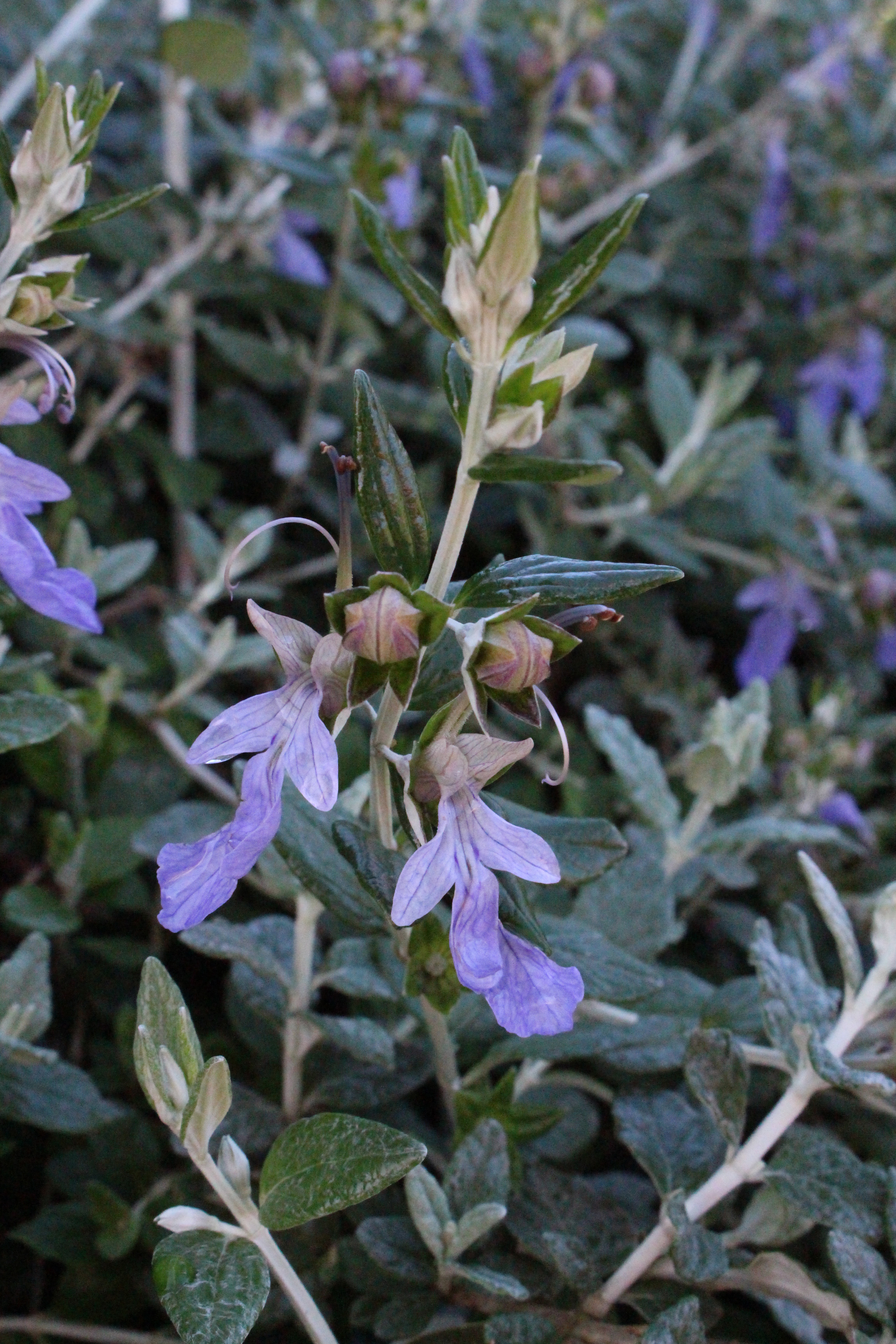 Teucrium fruticans