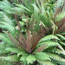 Blechnum discolor fern fronds showing red and green colours