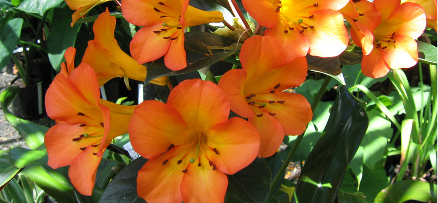Vireya rhododendron 'Tropical Glow'.jpg
