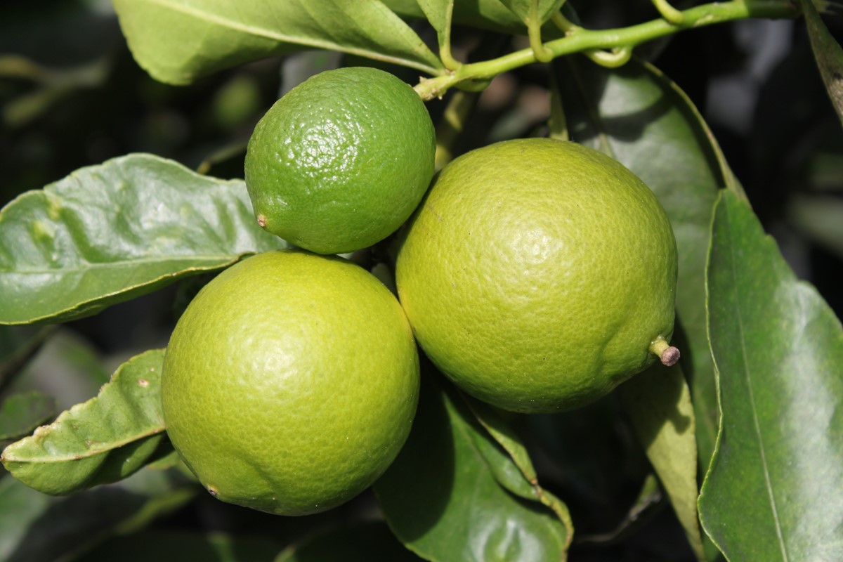 Citrus aurantiifolia 'Bearss lime' (2)