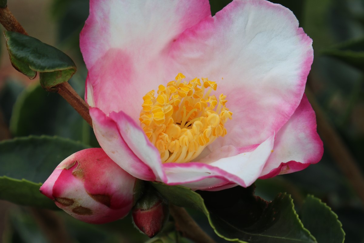 Camellia sasanqua 'Yoi Machi'