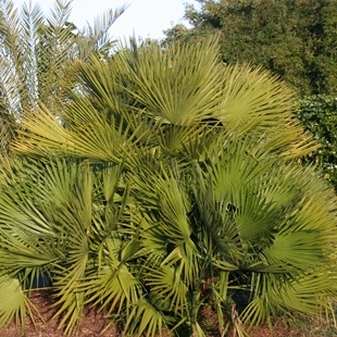 Palm and Cycad Society plant sale image