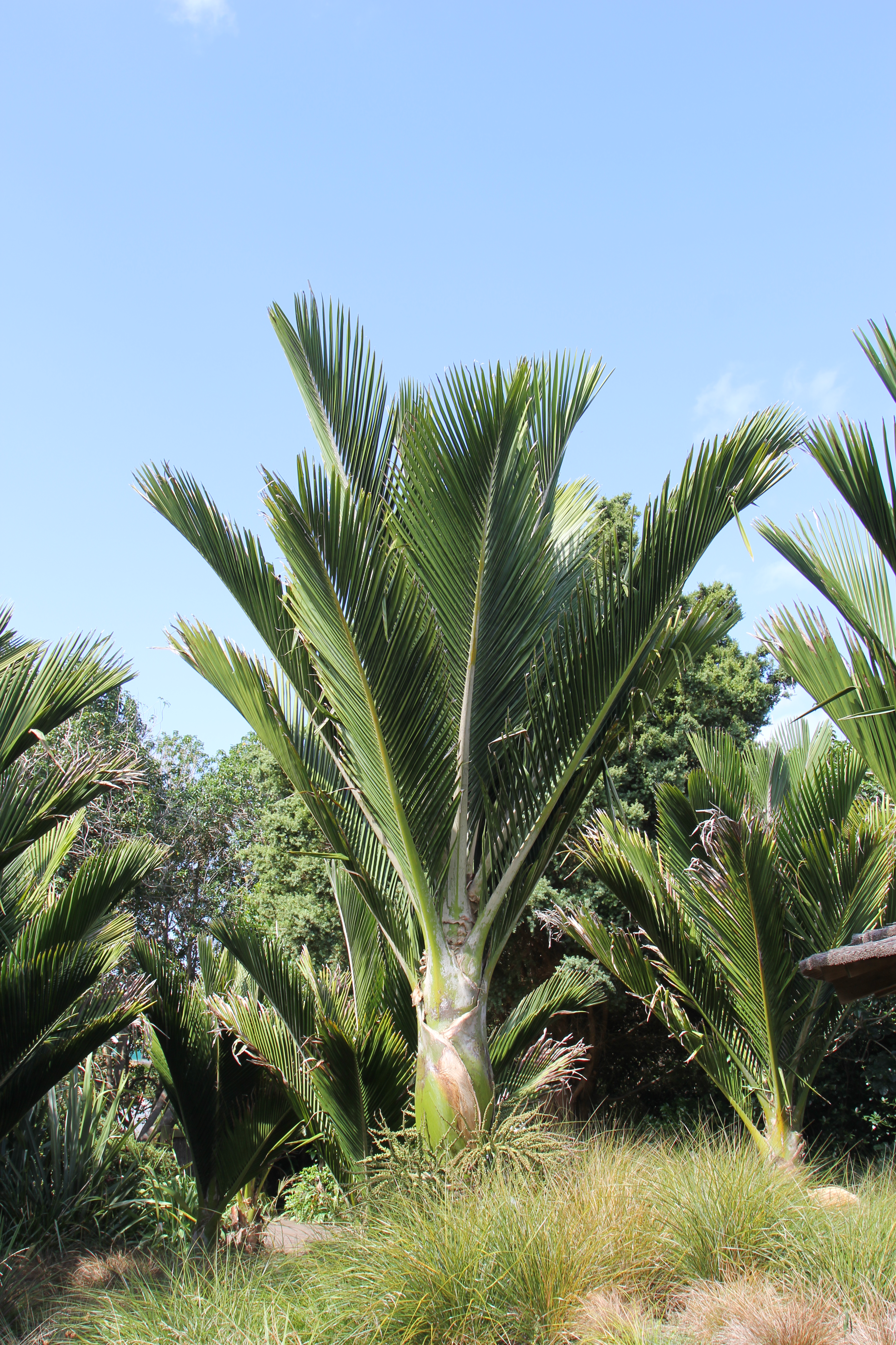 Rhopalostylis sapida