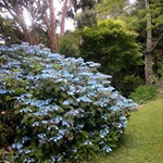 Hydrangea 'Blue Deckle'