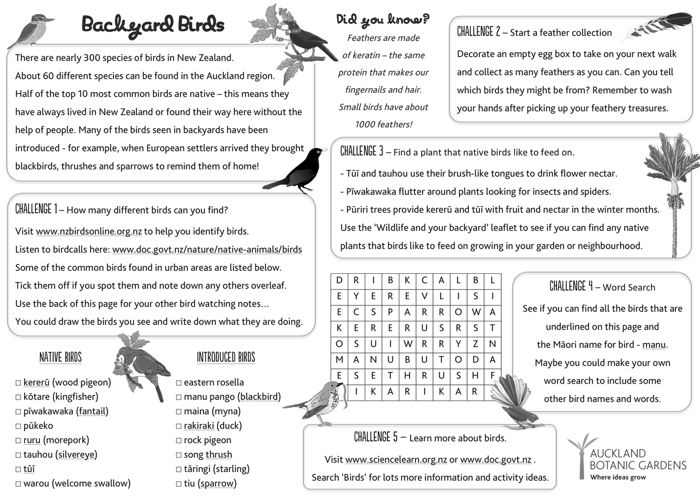 Backyard birds activity sheet