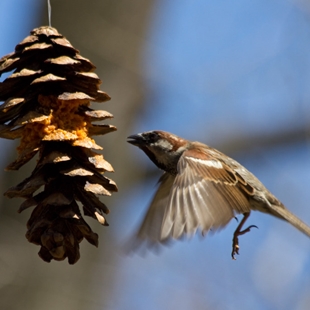 Make a pinecone bird feeder image