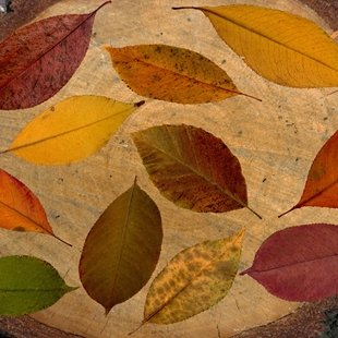 Create your own Autumn leaf masterpiece with Toni image