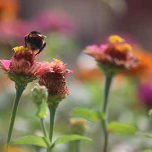 Learn about bumblebees image