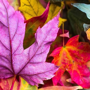 Explore with our Autumn Activity Sheet image