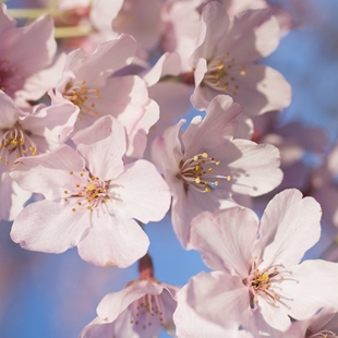 Cherry blossom Watch image